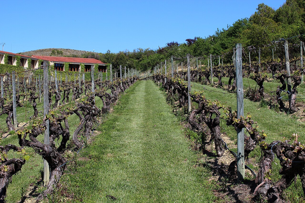 Rows of vines at the Marqués de Riscal estate in Elciego