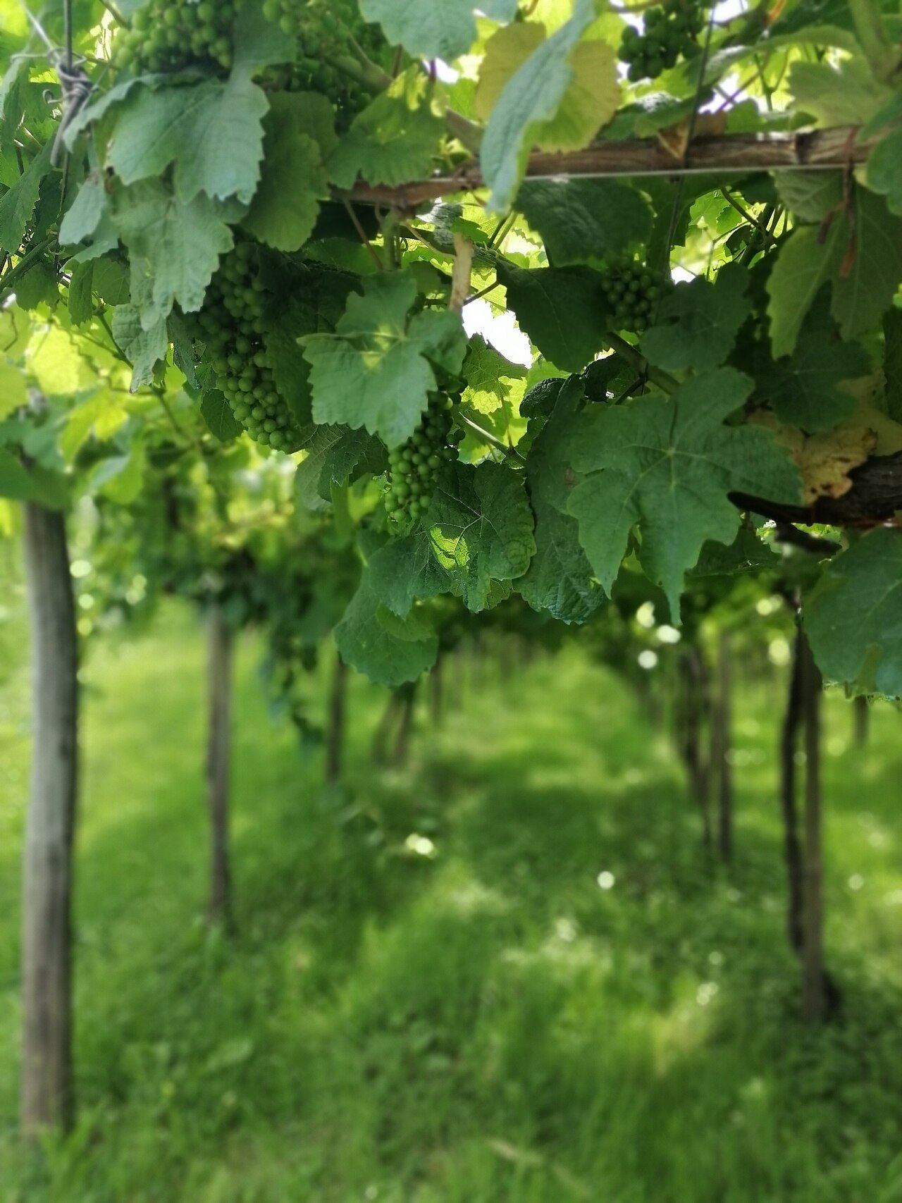 Txakoli vines trained high on wires, in leaf