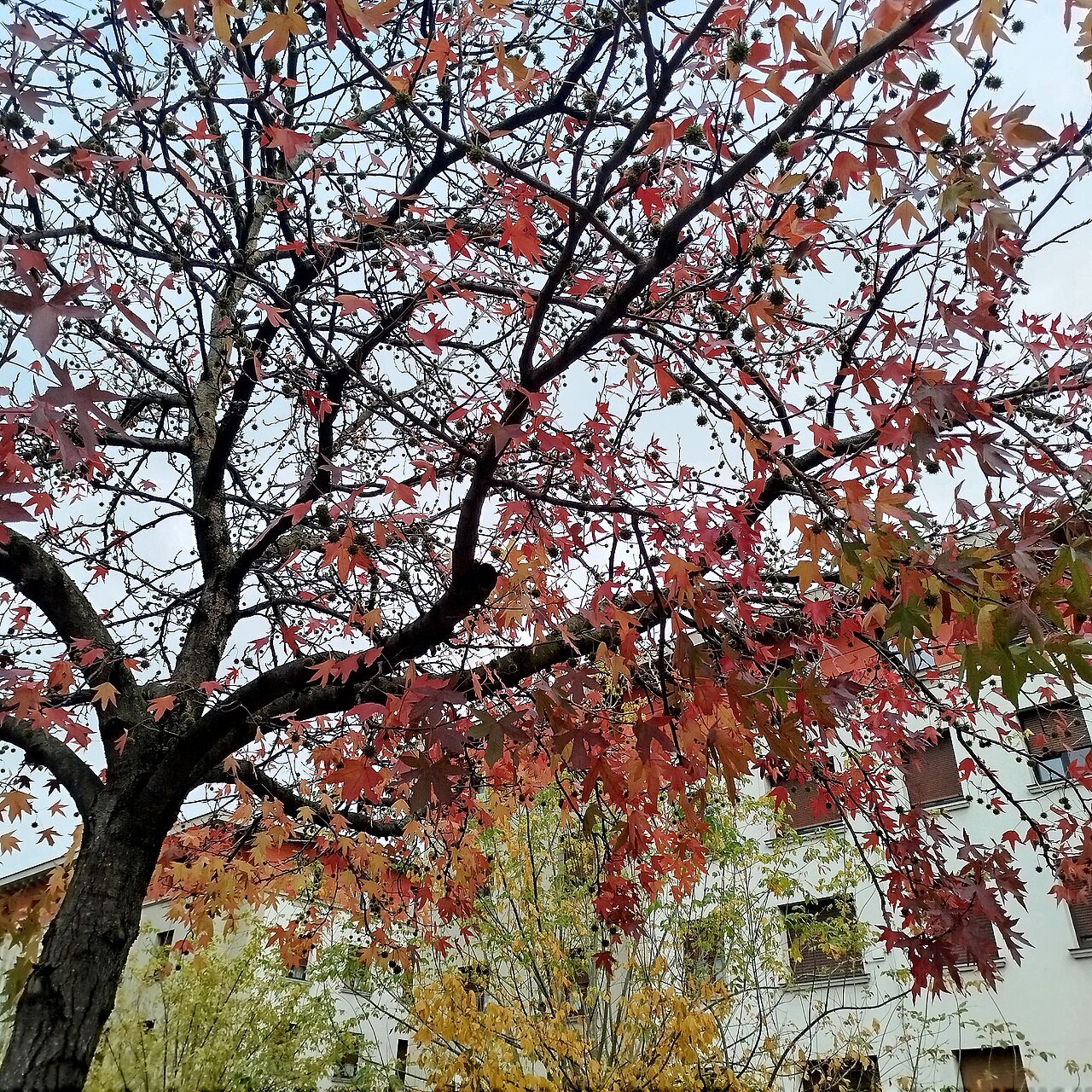 A sweetgum tree turning red in a Bilbao street in autumn