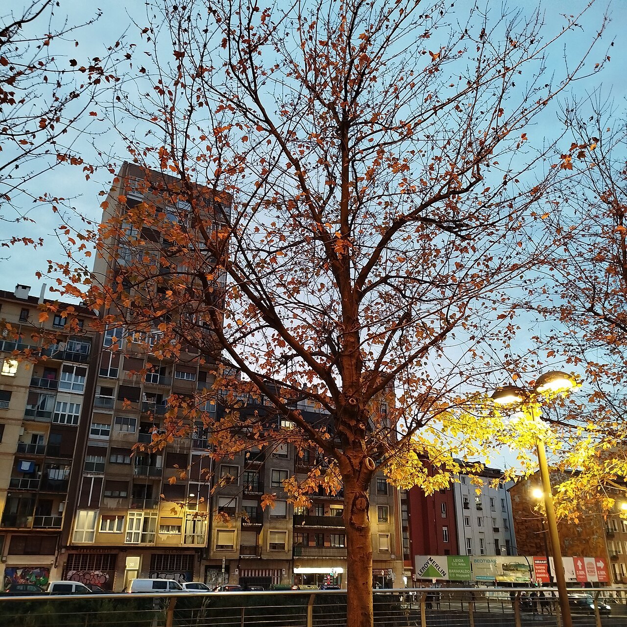 A red maple bare of most of its leaves against a lit apartment block at dusk